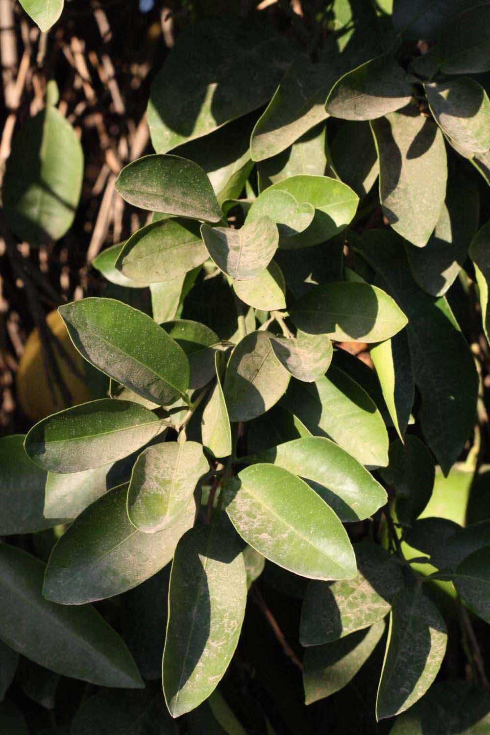              Sun leaves (Riverside, CA)       